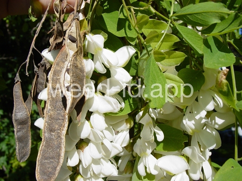 locust, black